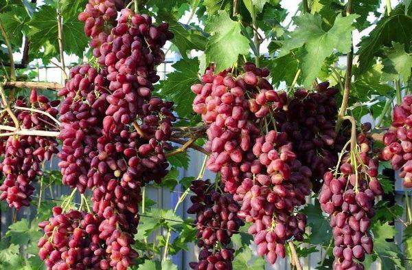 องุ่นที่ออกผลดก