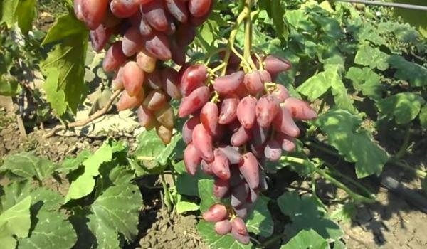 พวงองุ่น