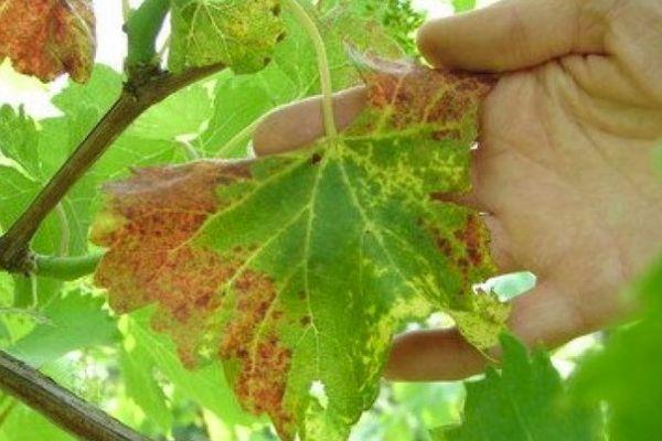 แบคทีเรียในองุ่น