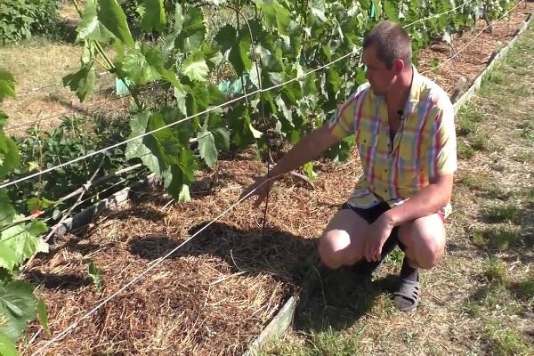 คลุมดินด้วยวัสดุคลุมดิน