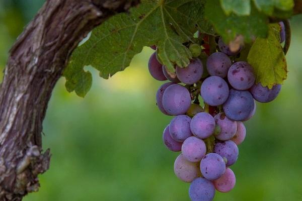 พวงเล็ก ๆ