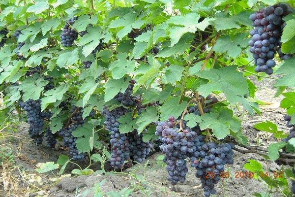 สีม่วงต้น