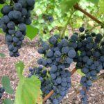 องุ่นกาลันท์