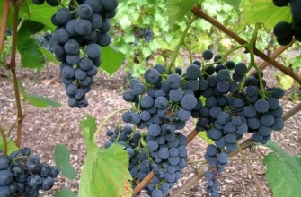 องุ่นกาลันท์