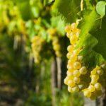 องุ่นขาว