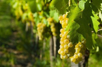 องุ่นขาว