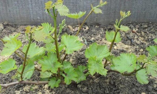 กิ่งพันธุ์องุ่น