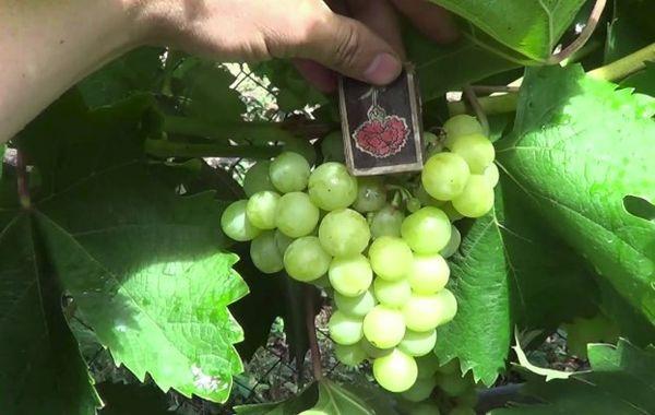 พันธุ์กาเบน่า