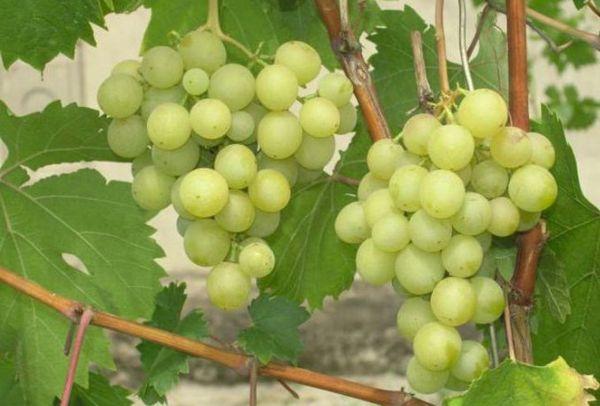 ผลไม้กัลเบน