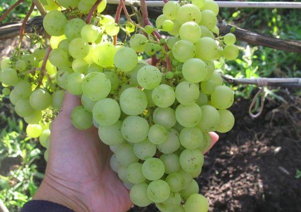 องุ่นพันธุ์กาเบน่า