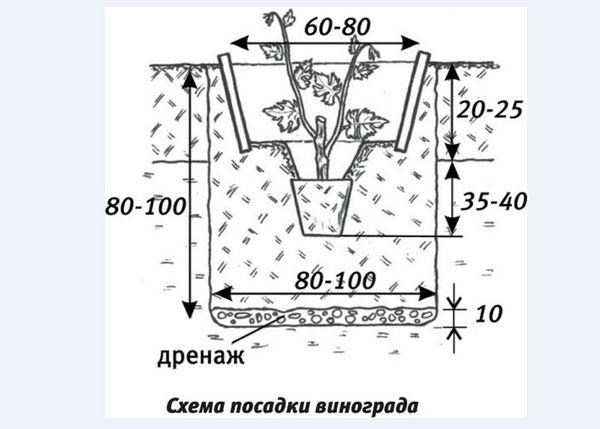 การปลูกองุ่น