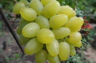 องุ่นขาว