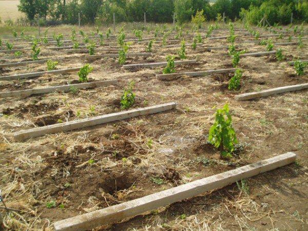 Plantation de vignes