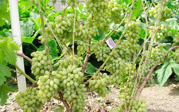 la culture du raisin