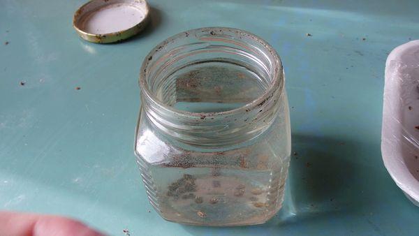 graines dans un bocal