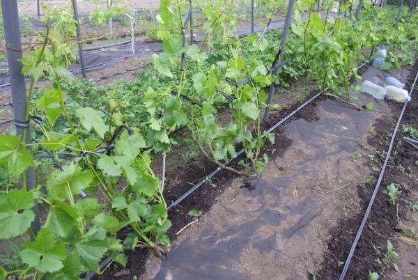 Distance entre les boutures