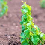 ต้นกล้าองุ่น