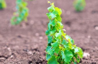 ต้นกล้าองุ่น