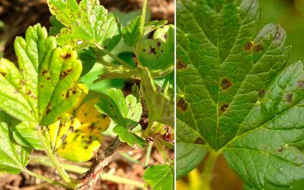 โรคแอนแทรคโนสขององุ่น