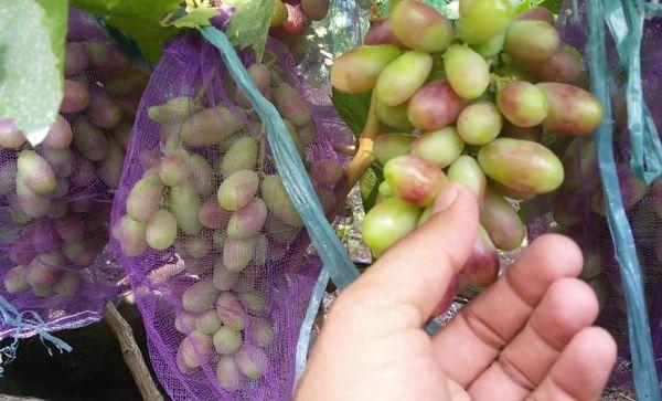 การป้องกันองุ่น