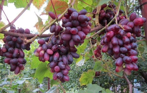 พวงองุ่น