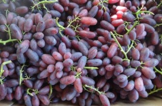 องุ่นและผลเบอร์รี่