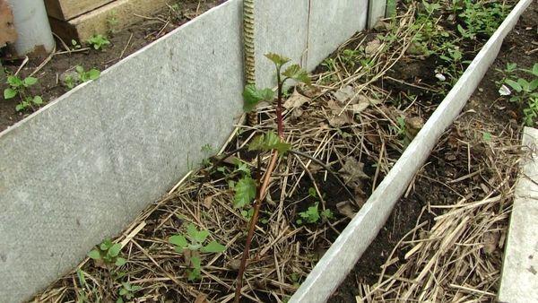 ที่พักพิงสำหรับฤดูหนาว