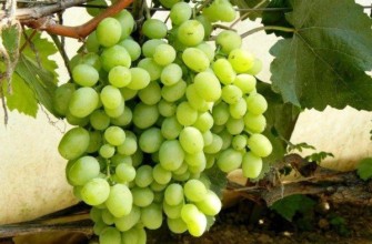 ซูเปอร์เคชา