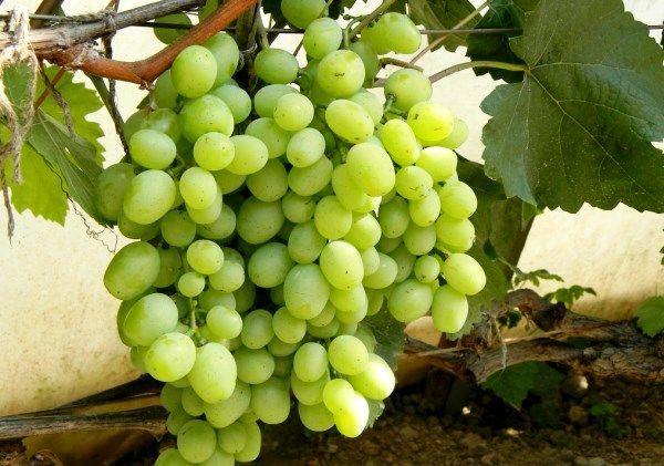 ซูเปอร์เคชา