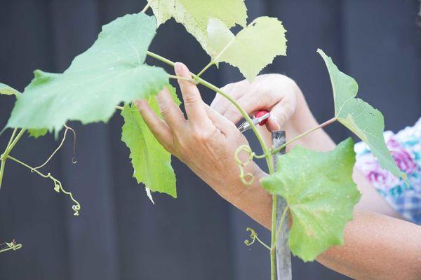 การตัดแต่งกิ่งองุ่น