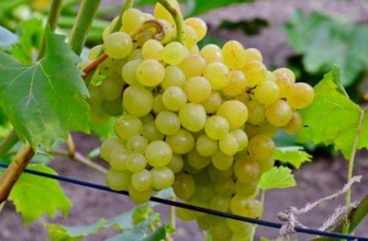 คิชมิช 342