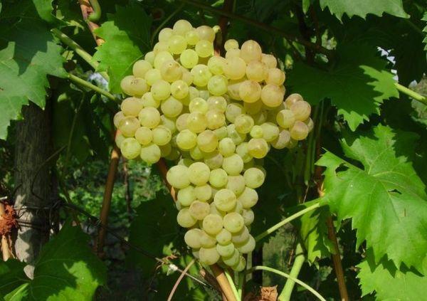 องุ่นลูกผสม