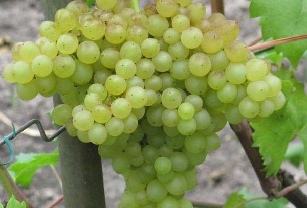 เถาวัลย์ขนาดใหญ่