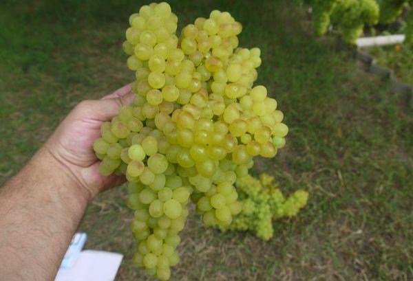 องุ่นผลไม้