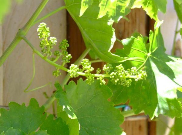 การปลูกองุ่น