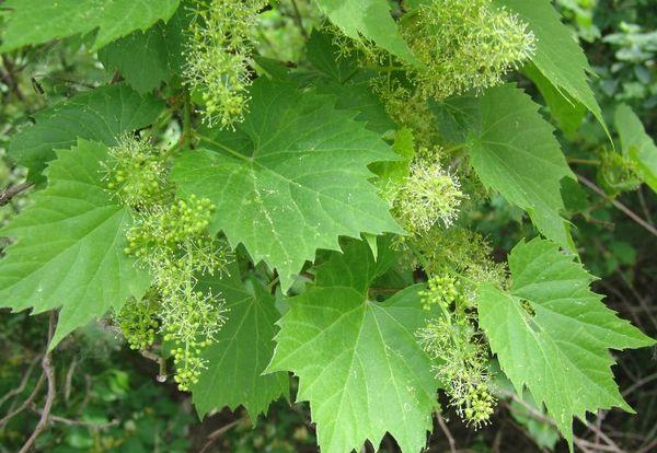 ต้นองุ่น