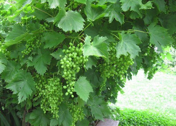 ผลไม้อ่อน