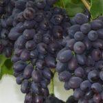 เถาองุ่น