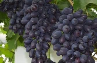 เถาองุ่น