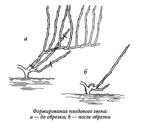 แผนผังการปลูก