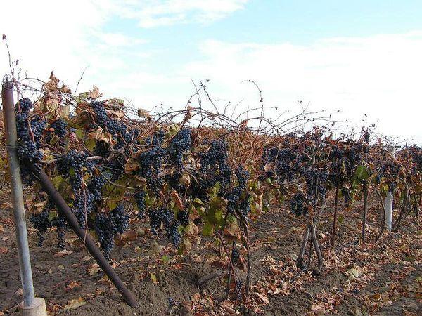 เก็บเกี่ยว