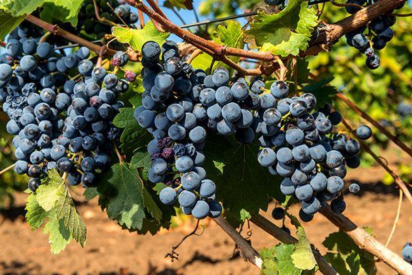 พันธุ์ครัสโนสต็อป