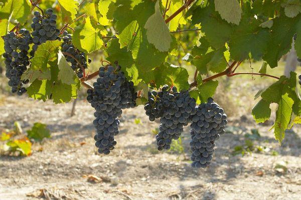 การปลูกองุ่น