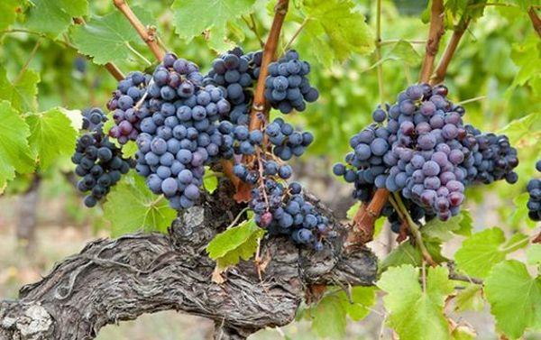 เนื้อเบอร์รี่