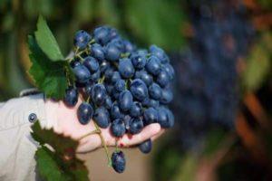 คำอธิบายและการปลูกองุ่นพันธุ์ Krasnostop Zolotovsky