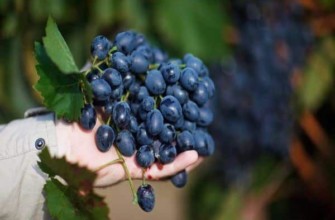 องุ่นครัสโนสต็อป