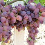 องุ่นลูกผสม