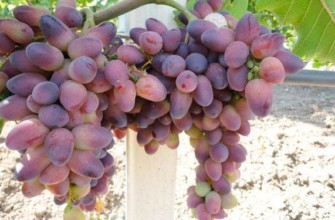 องุ่นลูกผสม