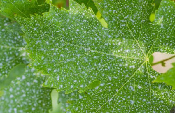 Pulvérisation préventive