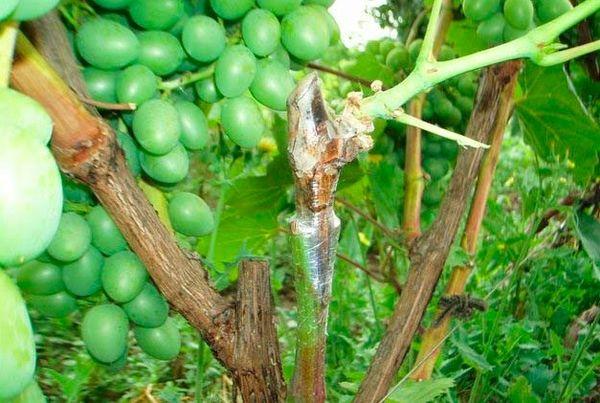 Greffage des raisins